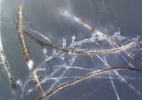 DownWool-unterm-Microscope