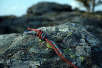 Podwójny węzeł FIshermana