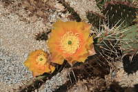 Pacific_Crest_Trail (19)