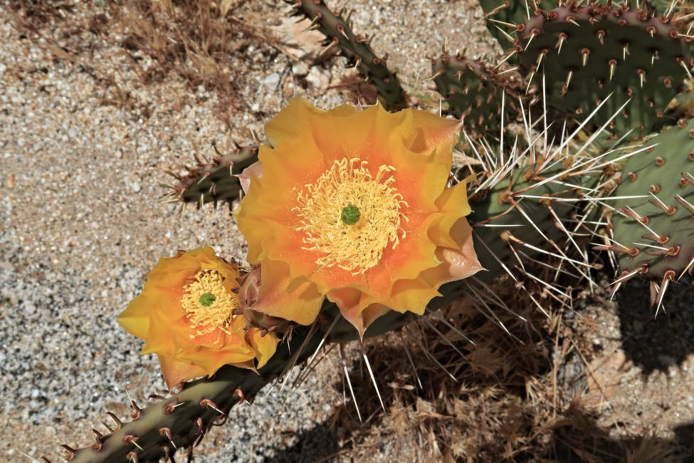 Pacific_Crest_Trail (19)